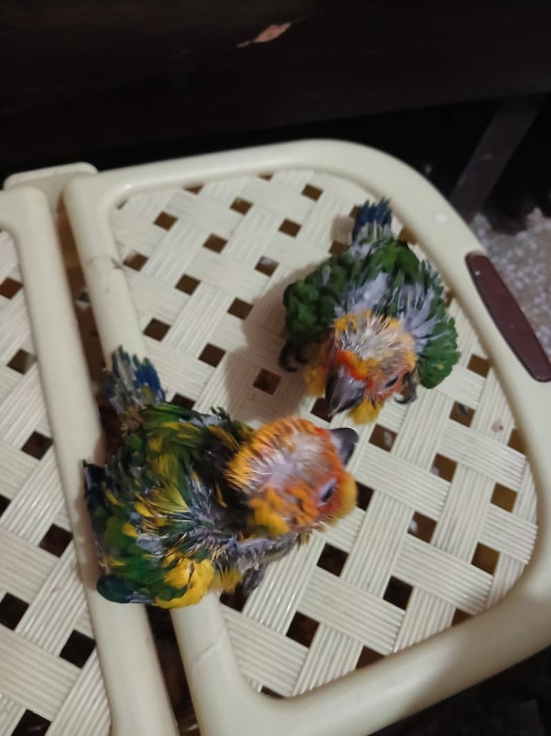 Suncounre chicks Available 1