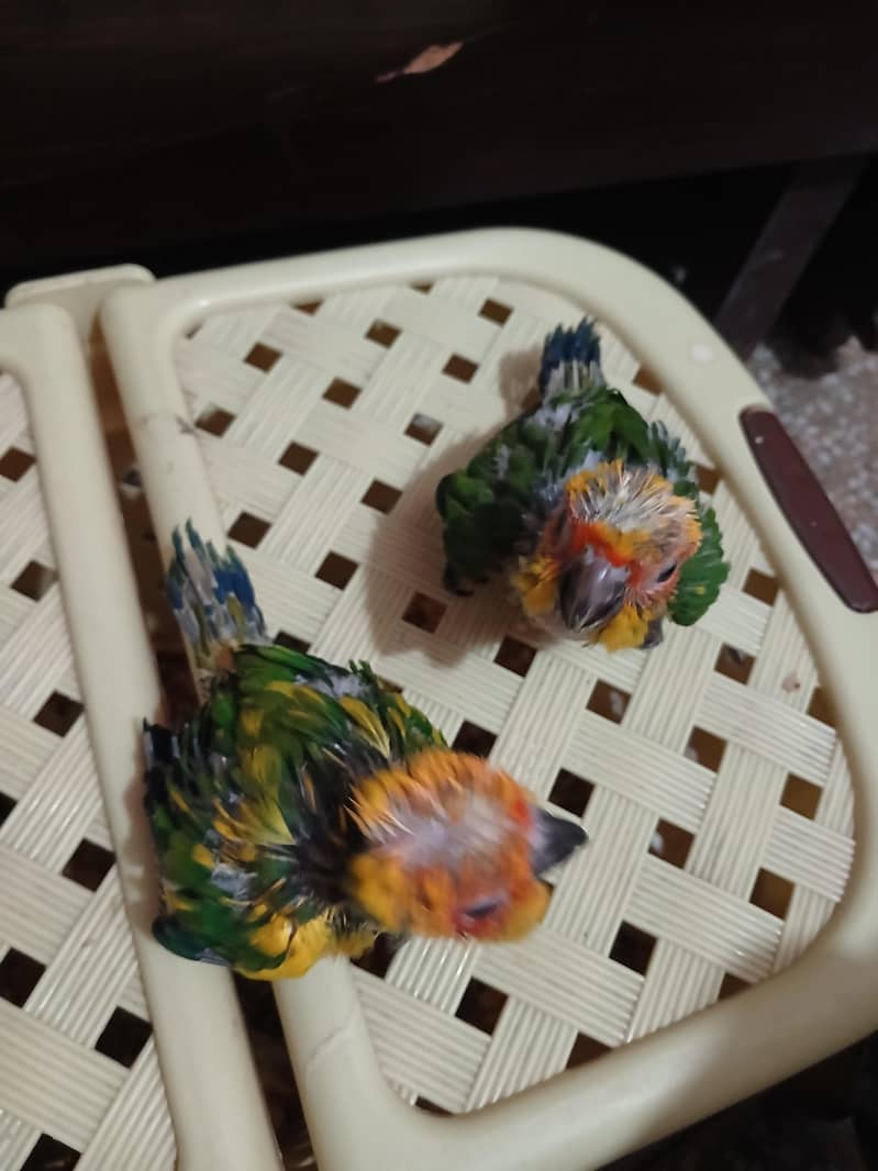 Suncounre chicks Available 2