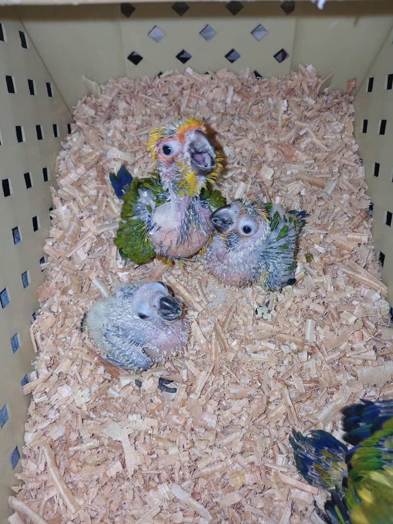 Suncounre chicks Available 3
