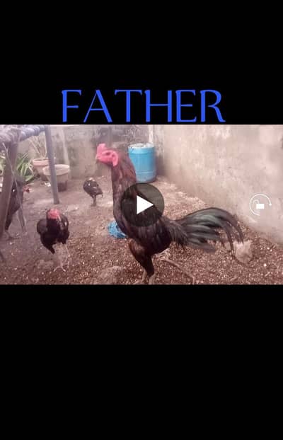 POKOYA BREED VIP CHICKENS