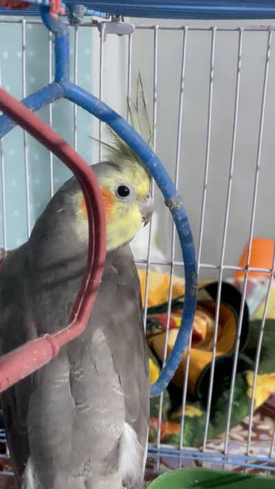 Grey cockatiel pair for sale