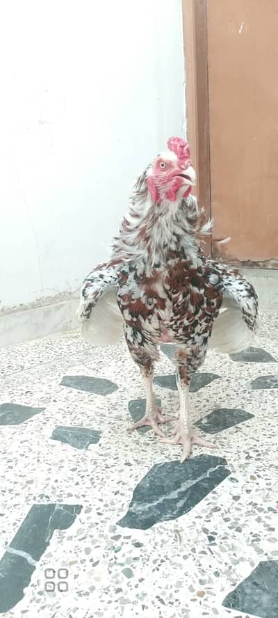 High quality jageeri Aseel murgha