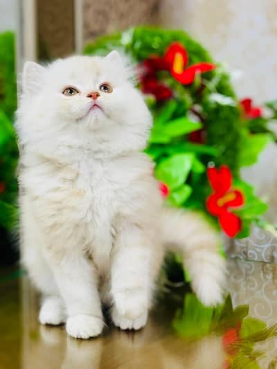 Perisan kitten Ready for new home with different prices