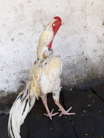 Premium Aseel Murgha – Tall, Strong & Active