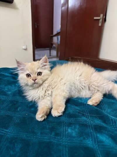 Male Persian Kitten