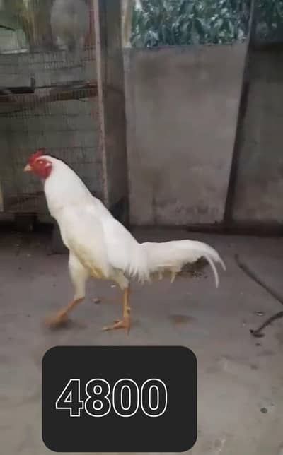 Hera and light susex