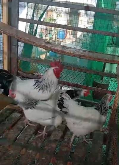 Hera and light susex