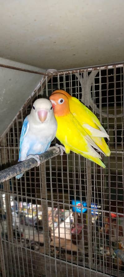 lotion fishri decino fishri and blue opline