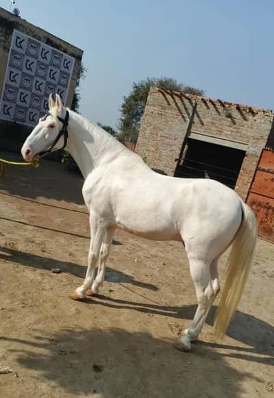 Nokra  royal white Ghora