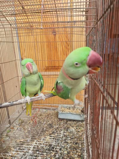 Raw parrot breeder pair