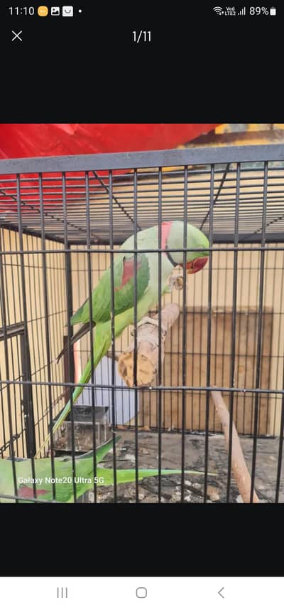 Raw parrot breeder pair