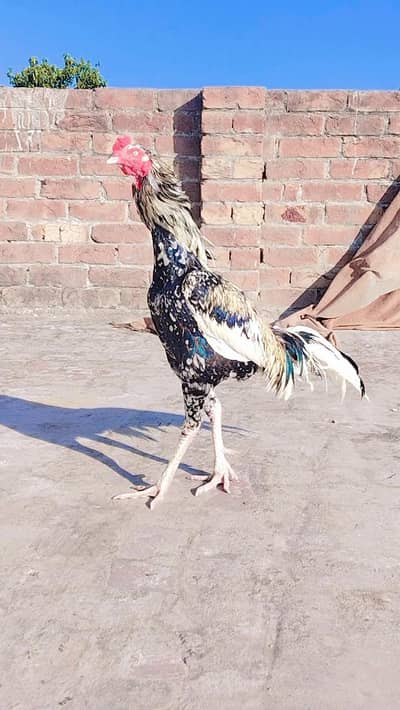 Aseel jawa Murga for sale Ghr ka Pala Howa h long hight Wala h