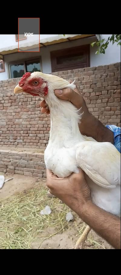 Heera Aseel pathay available for sale.