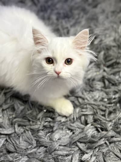 Persian male and female