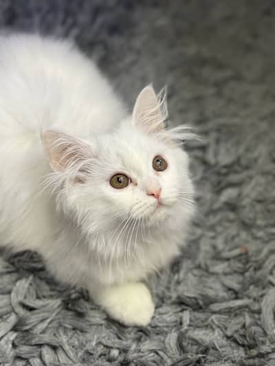 Persian male and female