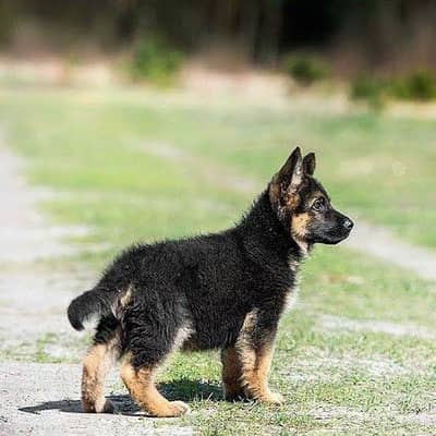 German Shepherd puppies | long coat | gsd dog