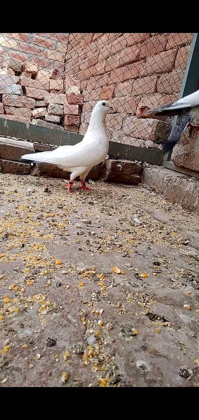 NELDUMA PAIR FOR SALE