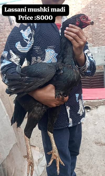 Thai + pokay - Turkish hint - lassani mushki