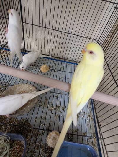 BUDGIE TOP QUALITY MALE PATHAY