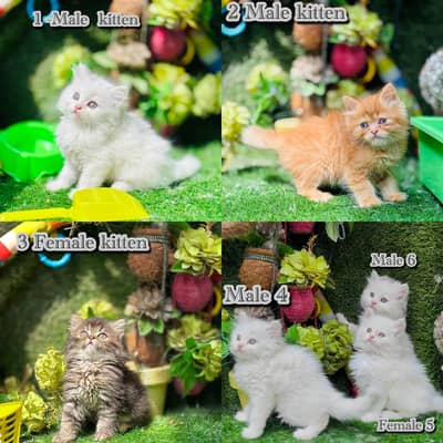 persian cats and kittens for sale wtsapp (0307/710/92/69)