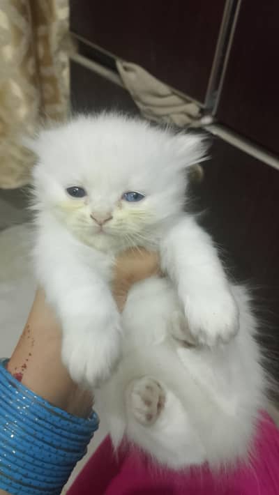 semi punch kitten for sale