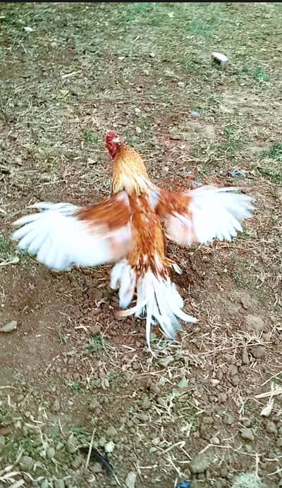 Quality peela Topla Aseel breeder Murgha rooster 03444859901