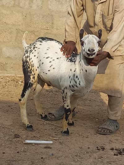 Barbara Breeder Bakra Available for Sale 