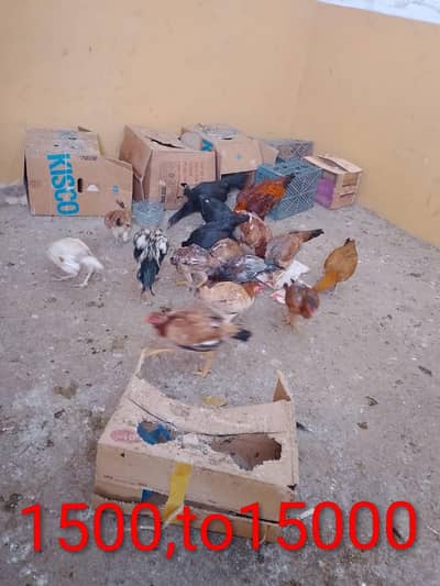 03132485784 only wahatsp