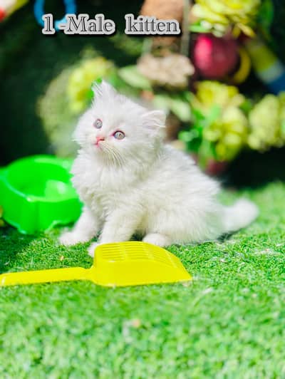 persian cats and kittens for sale wtsapp (0307/710/92/69)