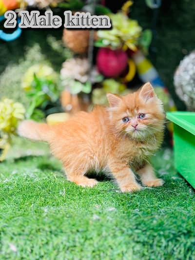 persian cats and kittens for sale wtsapp (0307/710/92/69)