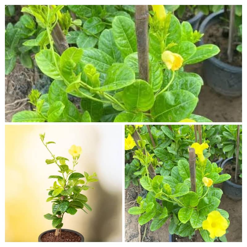 SELECTIVE PLANTS ONLY 1