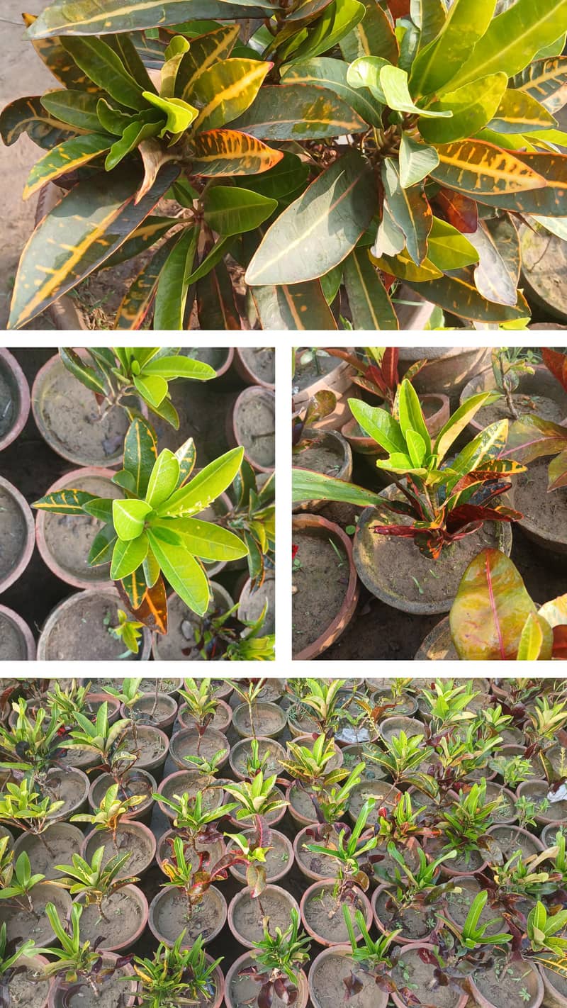 SELECTIVE PLANTS ONLY 2