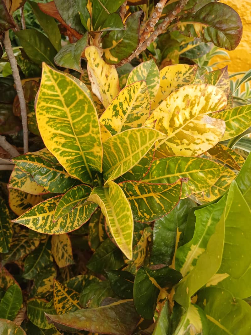 SELECTIVE PLANTS ONLY 3