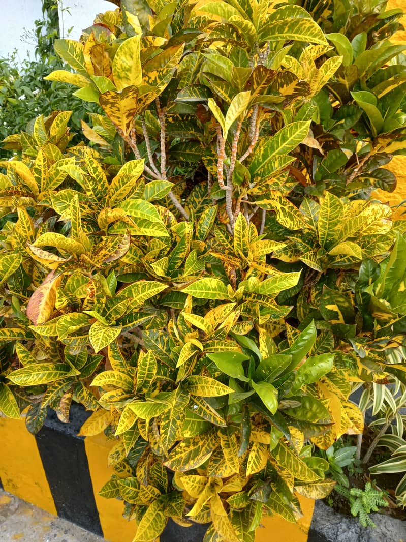 SELECTIVE PLANTS ONLY 4