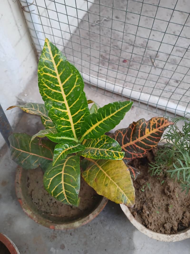 SELECTIVE PLANTS ONLY 5