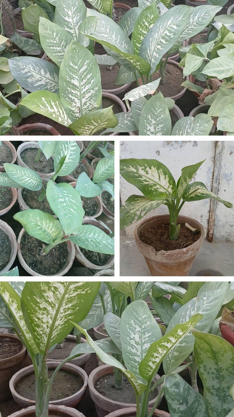 SELECTIVE PLANTS ONLY 6