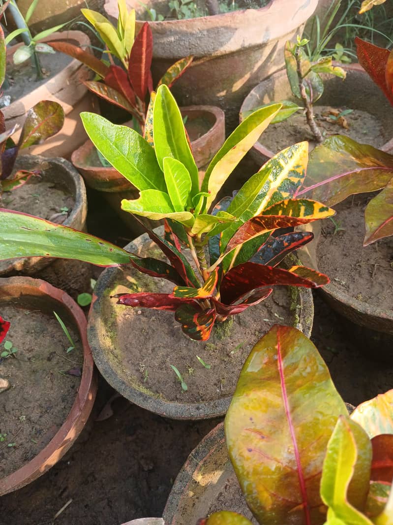 SELECTIVE PLANTS ONLY 7