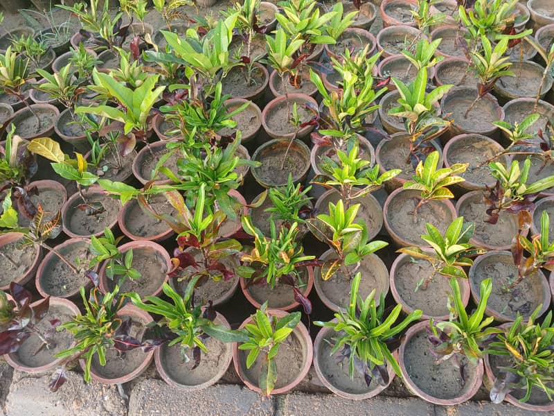 SELECTIVE PLANTS ONLY 8