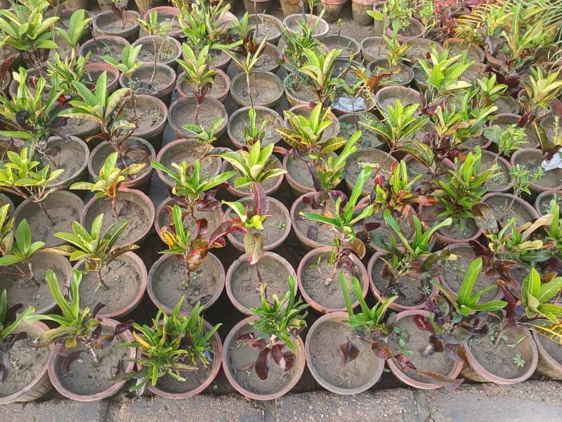 SELECTIVE PLANTS ONLY 9