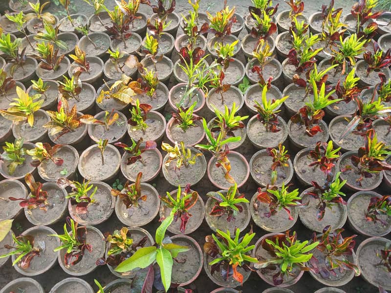 SELECTIVE PLANTS ONLY 10