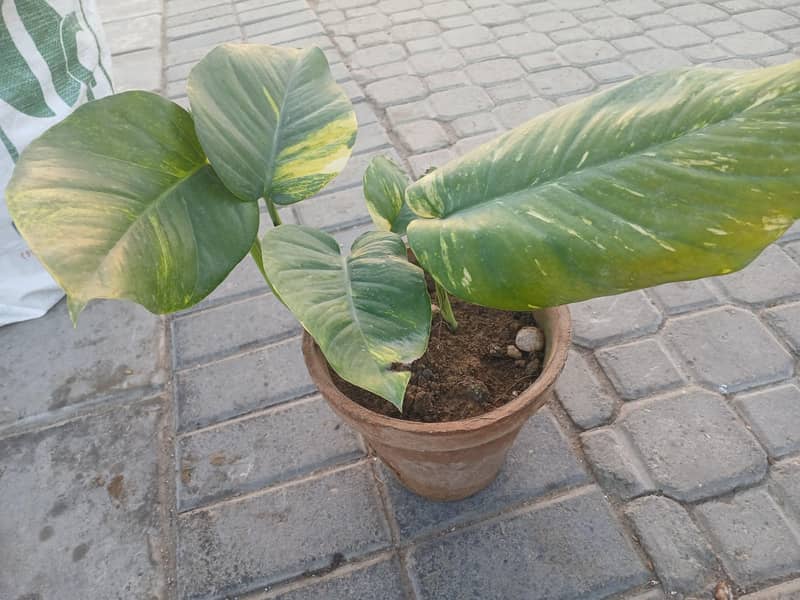 SELECTIVE PLANTS ONLY 11