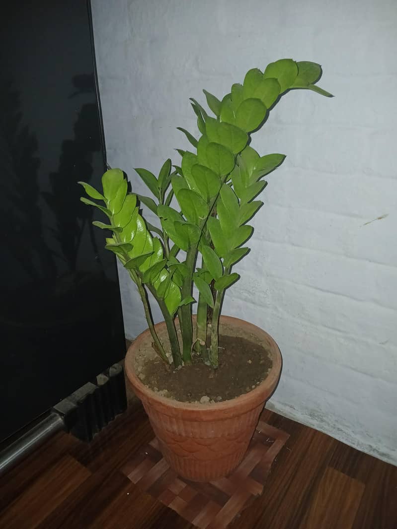 SELECTIVE PLANTS ONLY 12