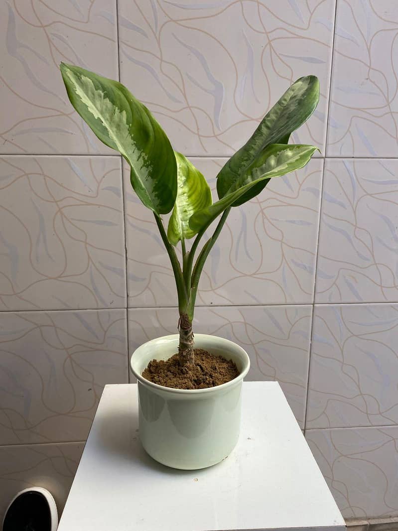 SELECTIVE PLANTS ONLY 13