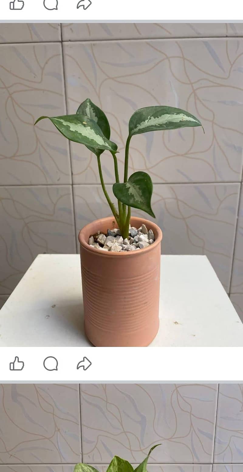 SELECTIVE PLANTS ONLY 14