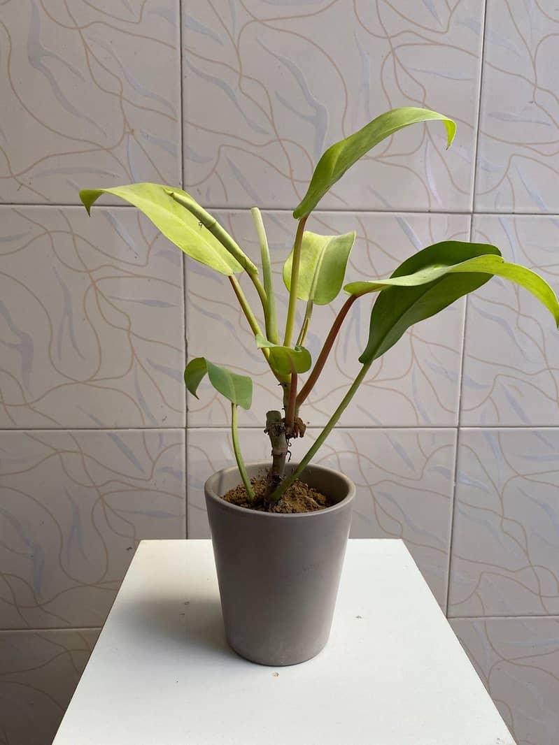 SELECTIVE PLANTS ONLY 15