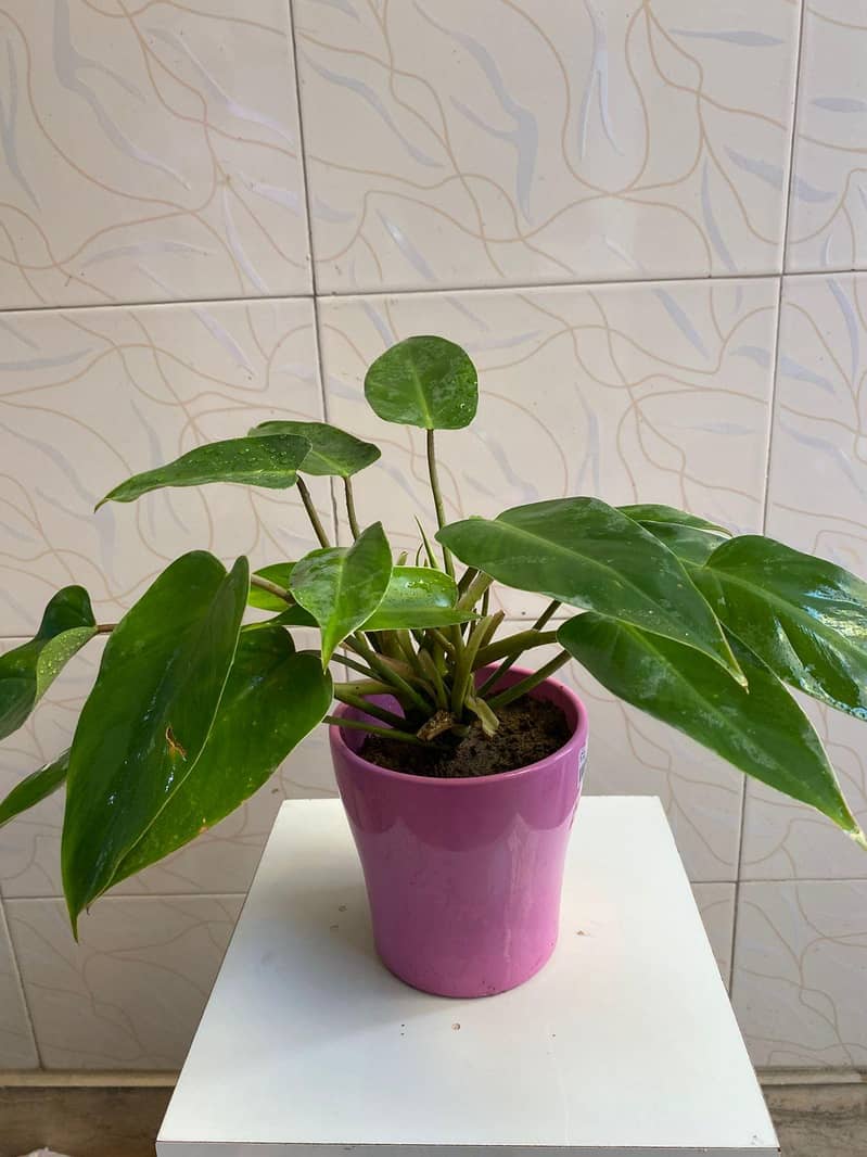 SELECTIVE PLANTS ONLY 16