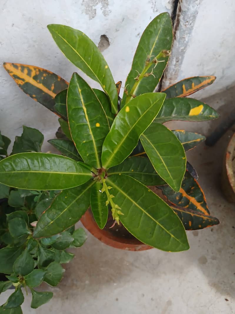 SELECTIVE PLANTS ONLY 18