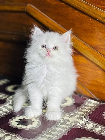 persian cats and kittens for sale wtsapp (0307/710/92/69)