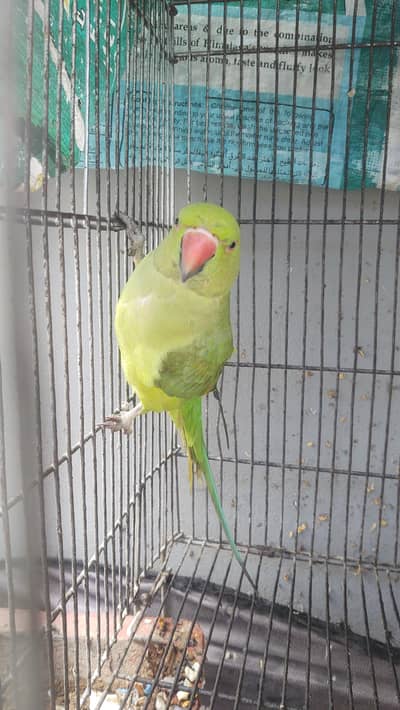parrots pair for sale