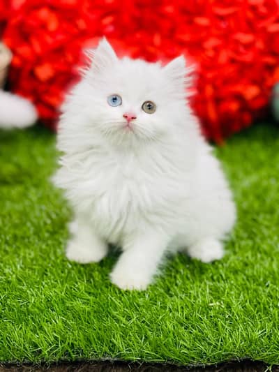 persian cats and kittens for sale wtsapp (0307/710/92/69)